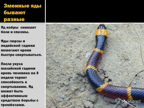Перетягивая место выше ранки, пострадавший провоцирует застой крови, изза чего происходит омертвение мягких тканей