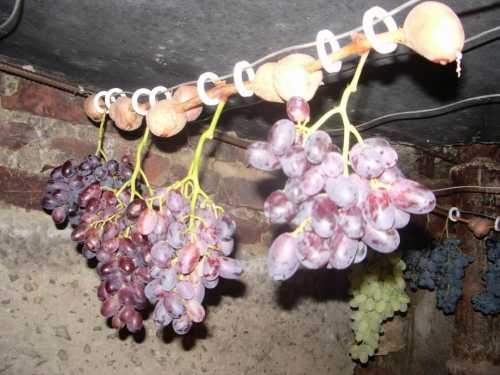Как  хранить виноград в домашних условиях, как
