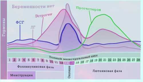 Размер фолликула мм мм мм мм мм мм мм мм мм мм день овуляции мм