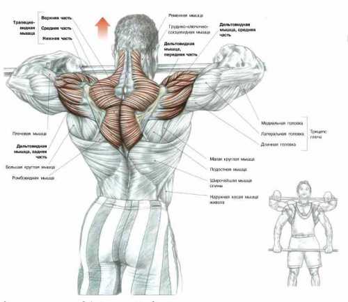 Тяга штанги к подбородку