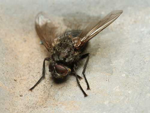 Как избавиться от мух в доме, что поможет и что