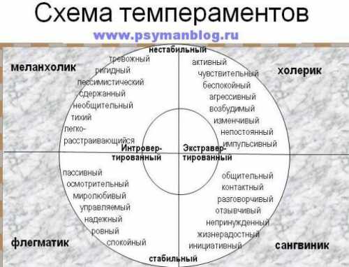 Тип сексуального темперамента человека