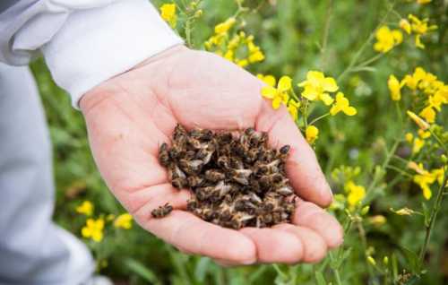 Полезные свойства пчелиного подмора, лечебные